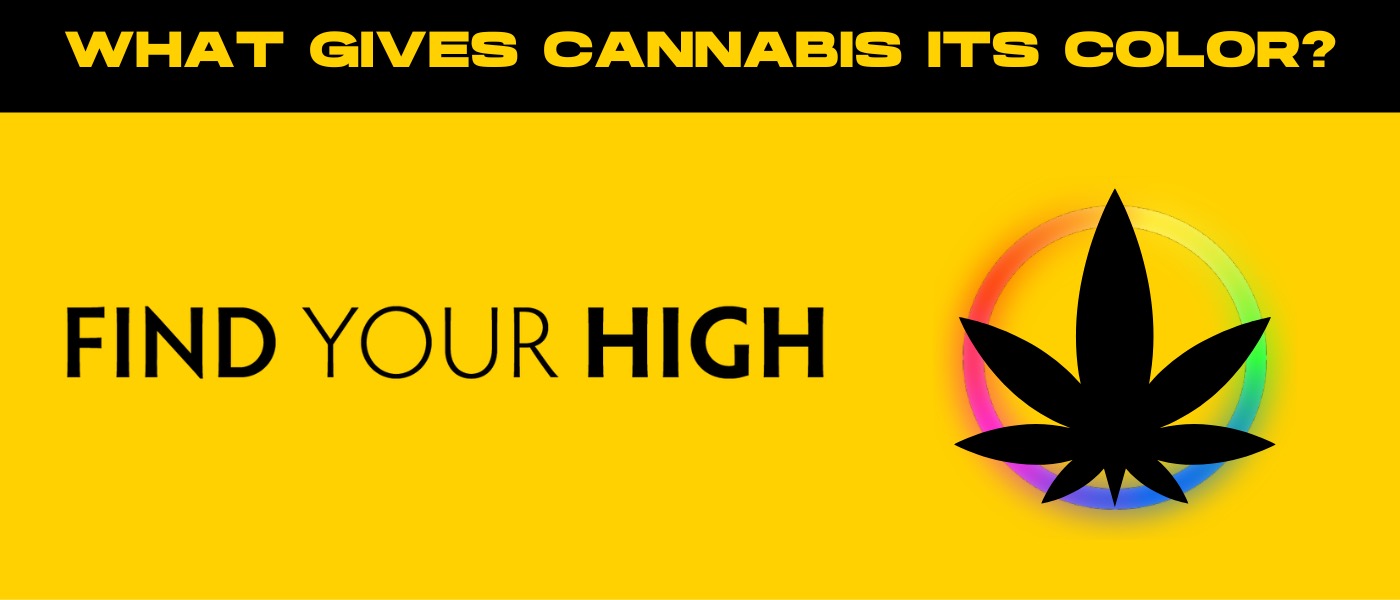 a marijuana leaf with the words find your high on it.